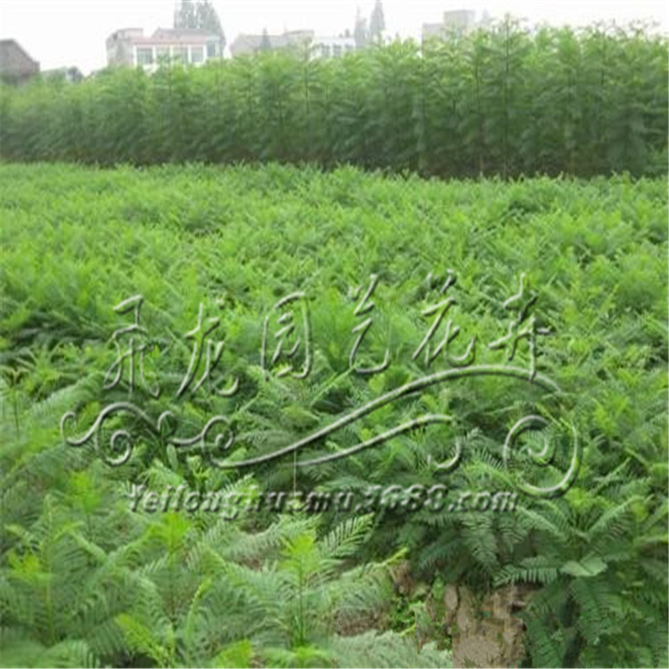 种苗、种子、种球-新采蓝花楹种子 别名蓝雾树