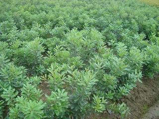 种苗-夏普蓝蓝莓种苗--阿里巴巴采购平台求购产