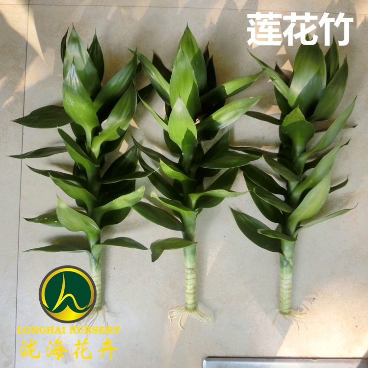 CIMG4056_副本_副本_副本