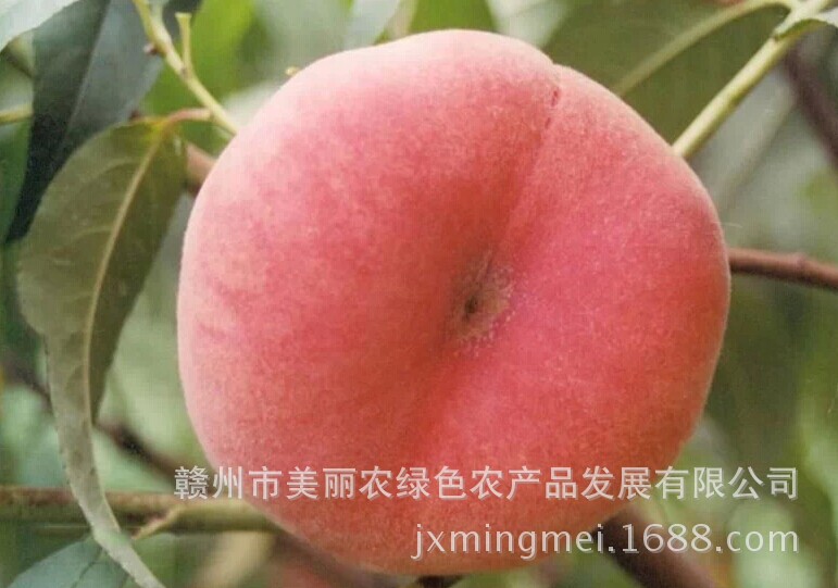 【国内优质水果新鲜水果蟠桃养阴生津润肠止渴