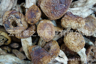 森之馈—野生菇 油菇批发 油辣菇批发
