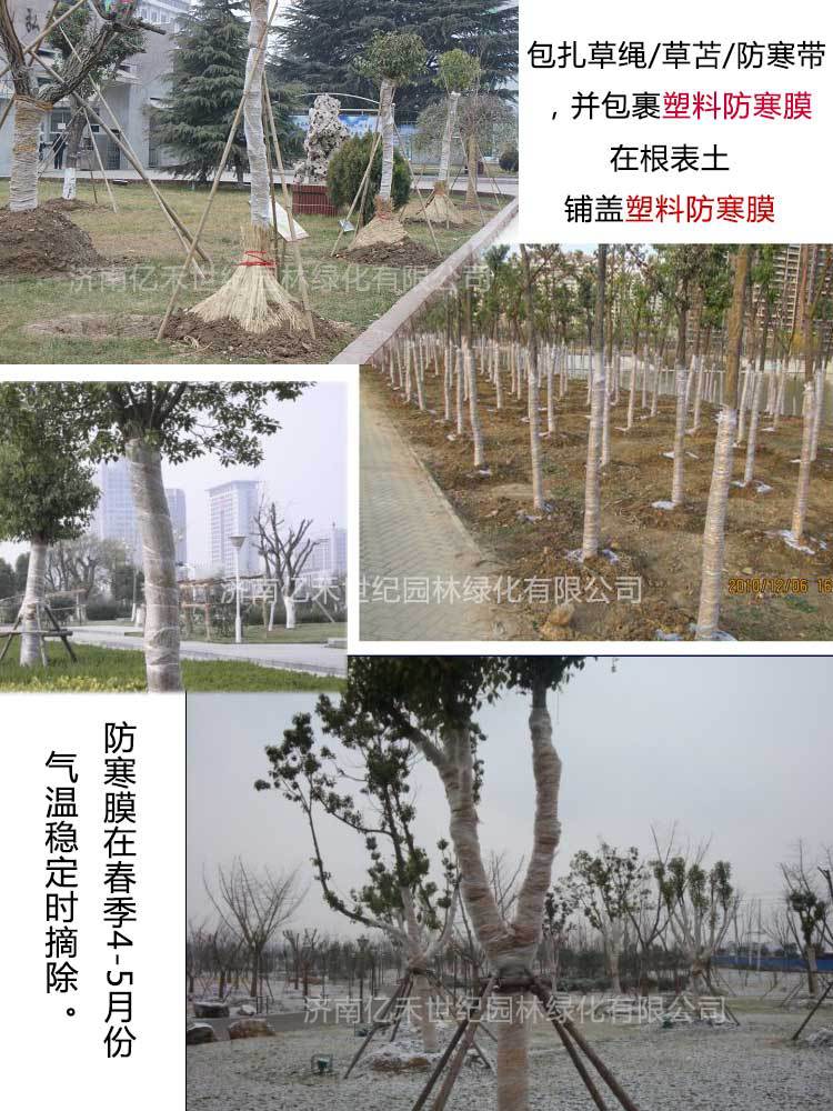 塑料防寒膜防寒伸拉膜果树苗木防冻防寒专用新栽苗木防寒措施