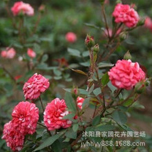 直銷批發盆栽花卉 微型月季 草莓色漩渦  鑽石月季 多頭玫瑰花苗