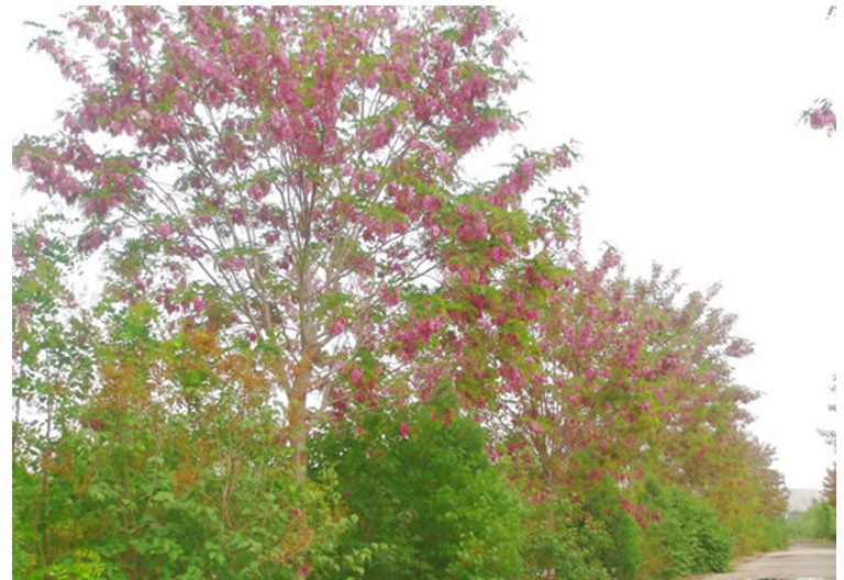 大量供应小树苗 香花槐 堇花槐 富贵树 园林种植 专业基地培植