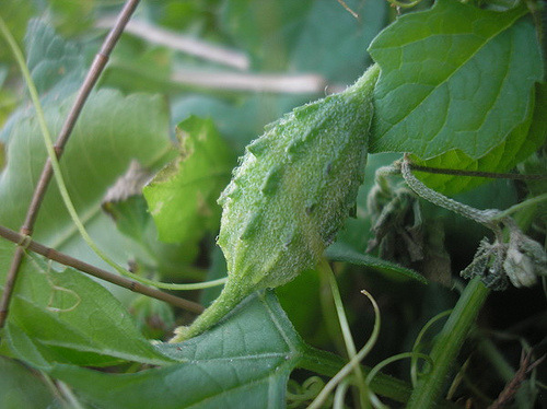 瓜果类-高山野苦瓜 迷你野苦瓜干 降三高良药-