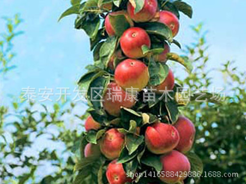 柱状苹果_副本