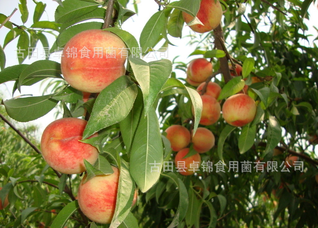 古田水蜜桃白凤桃1