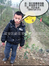 找相似款-八月桂图纸金桂桂花树苗绿化苗木柳叶吨v图纸75图片