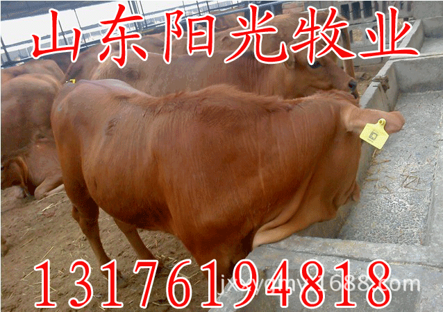 鲁西黄牛