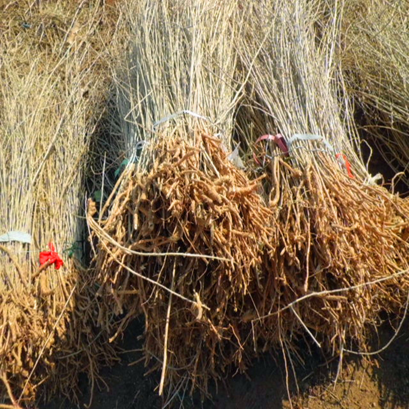 秦皇岛批发供应枸杞苗 种植效益好,枸杞苗当年结果