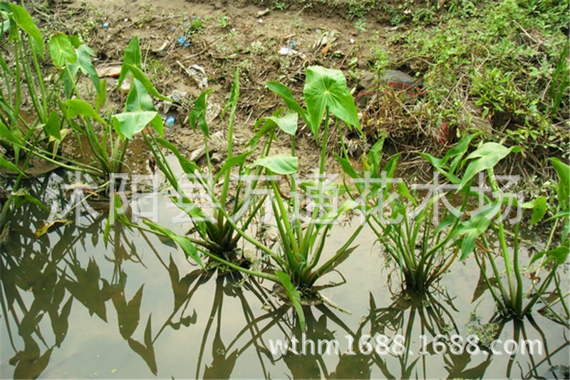 水生慈姑 直销 水生 茨菇 水生植物 水体绿化 技术指导 可食用