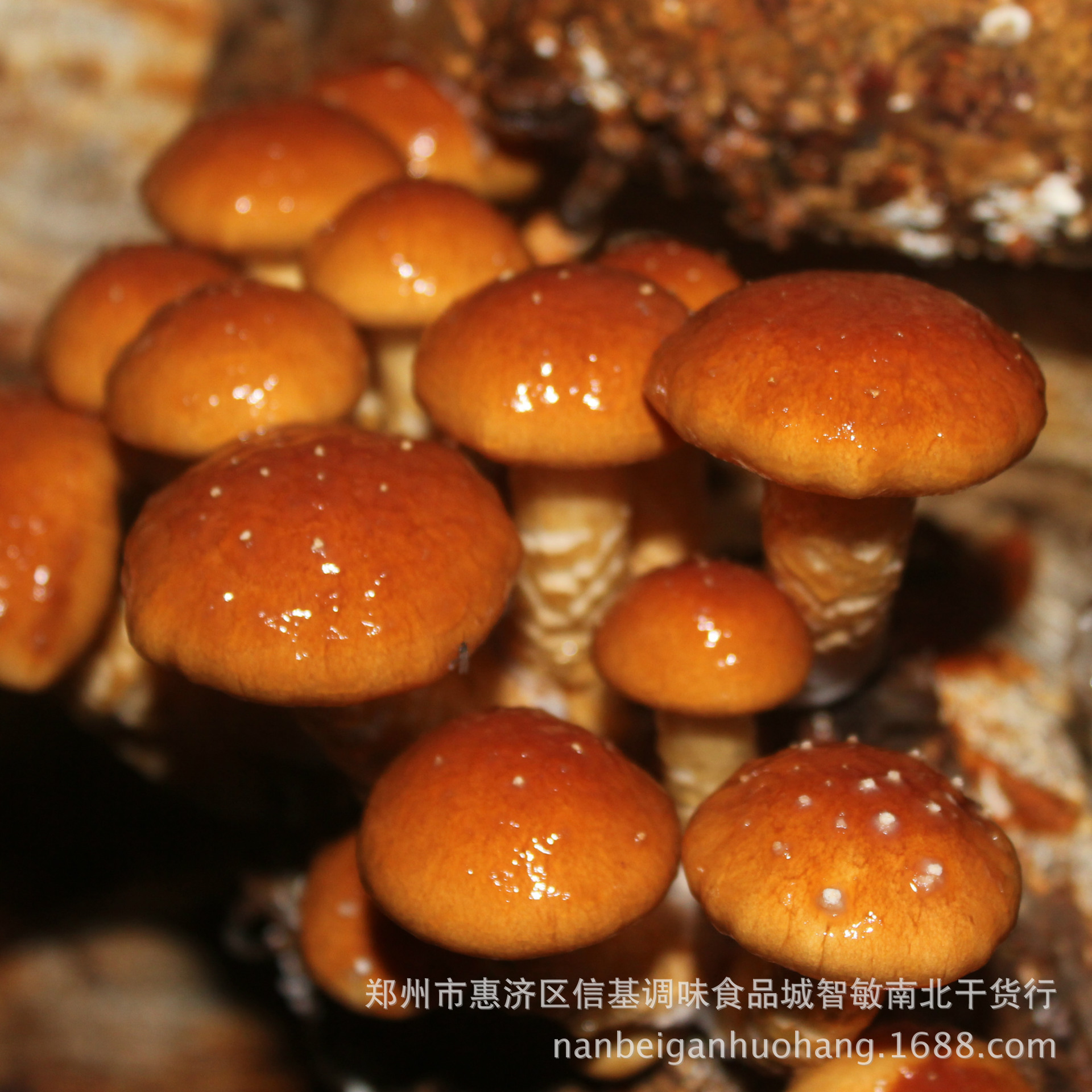 产地大量批发福建古田特产食用菌滑子蘑滑子菇