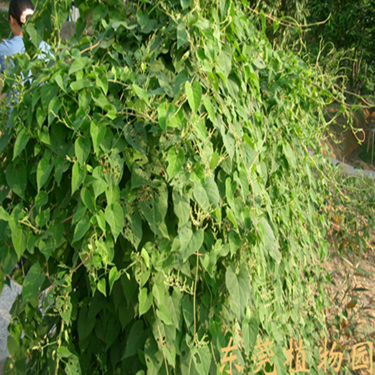 植物原药材-大量批发,夜交藤 棋藤、首乌藤 养