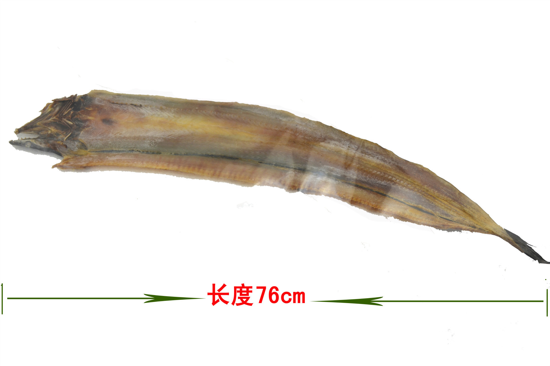 海鳗-辽宁省水生经济动植物-图片