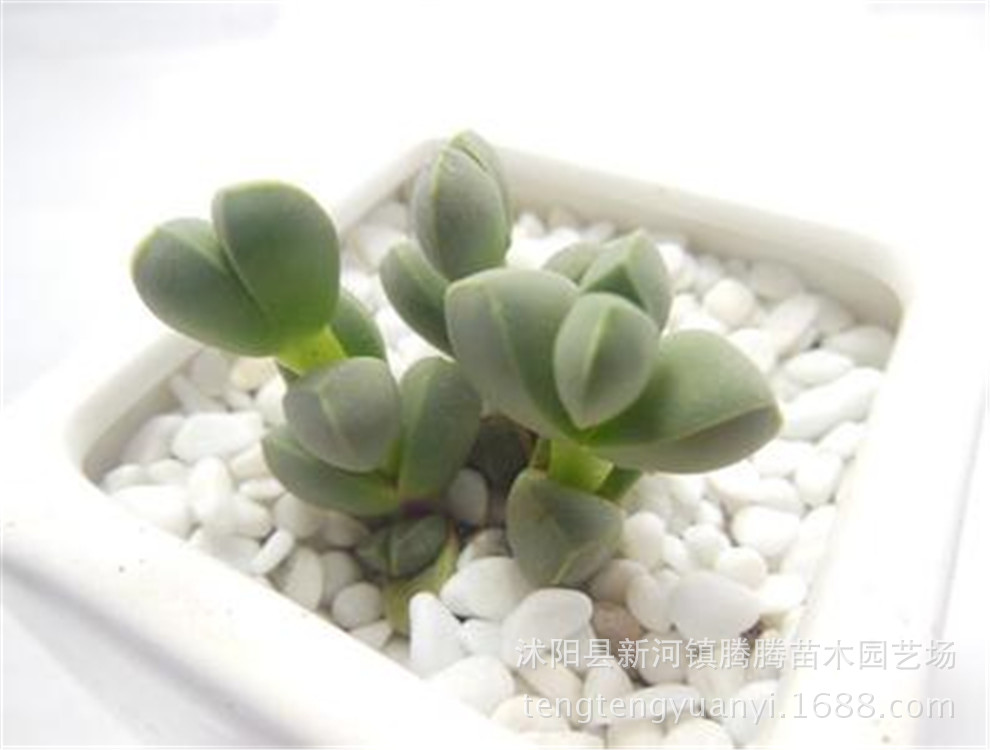 多肉植物办公室迷你盆栽 特价优惠碧玉莲