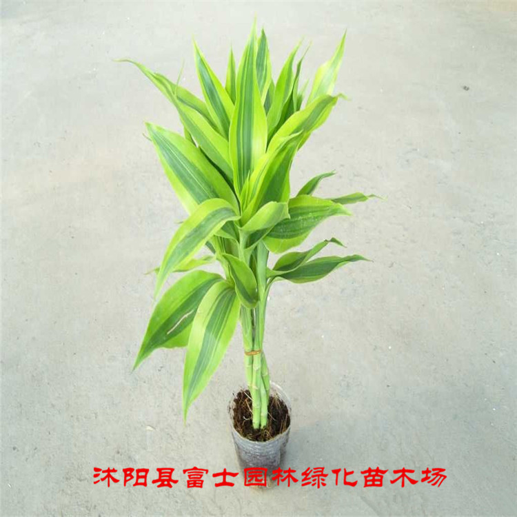 【水培富贵竹 转运竹 开运竹 净化空气 好养 弯