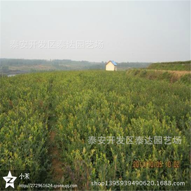 果树-山东蓝莓苗 成活率高蓝莓苗 实地考察 欢