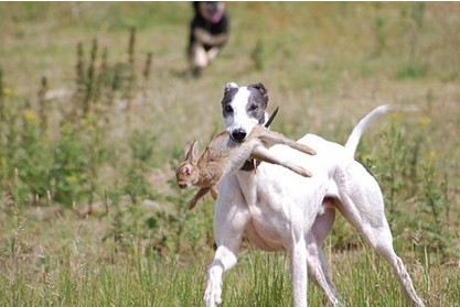 山东齐鲁联盟猎犬旗舰场【接狗注意事项】