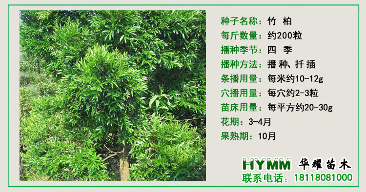 基地直销 供应优质竹柏种子 保质保量 量大优惠