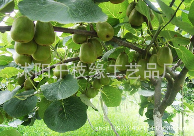 果树-庭院盆栽果树苗\/猕猴桃苗 金艳猕猴桃苗\/