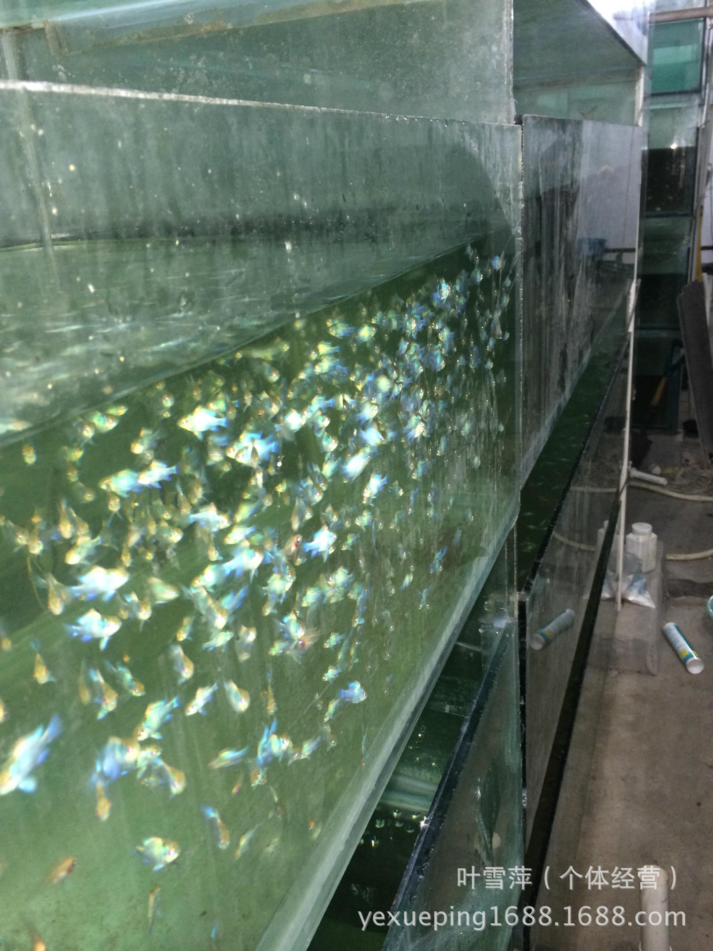 带观赏鱼养殖基地大量供应批发 刚果美人鱼 渔