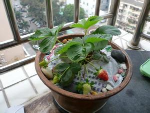 四季草莓种苗批发 盆栽果树苗 当年结果草莓苗