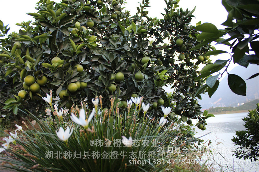 屈乡秋橙九月红