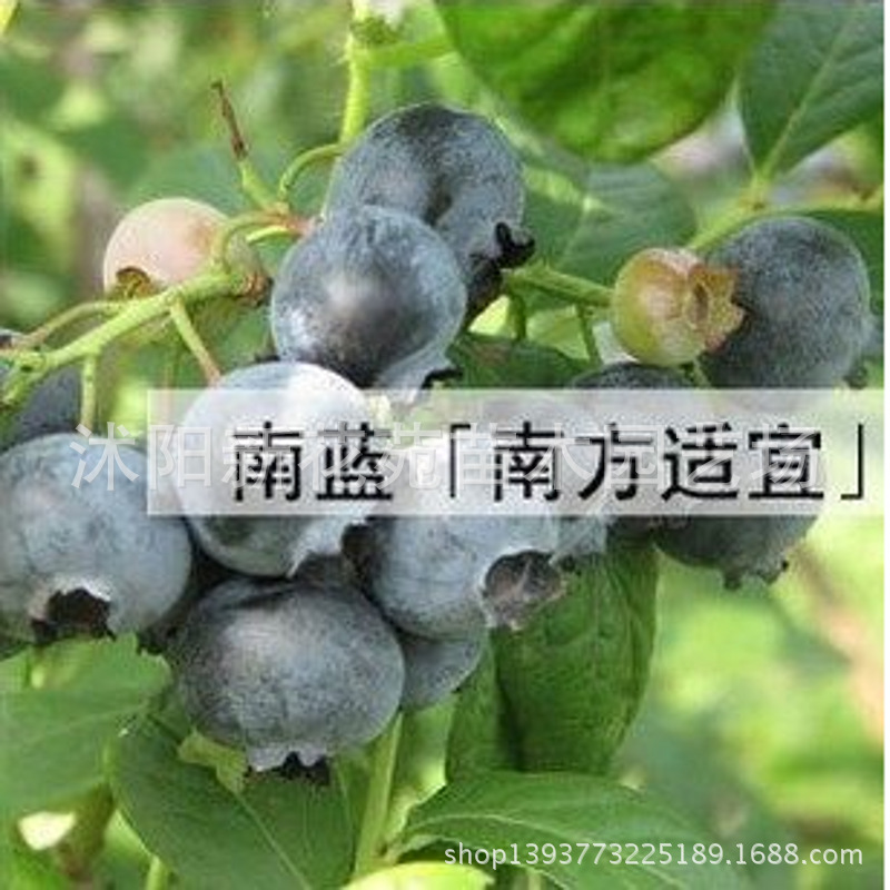 【蓝莓品种介绍】