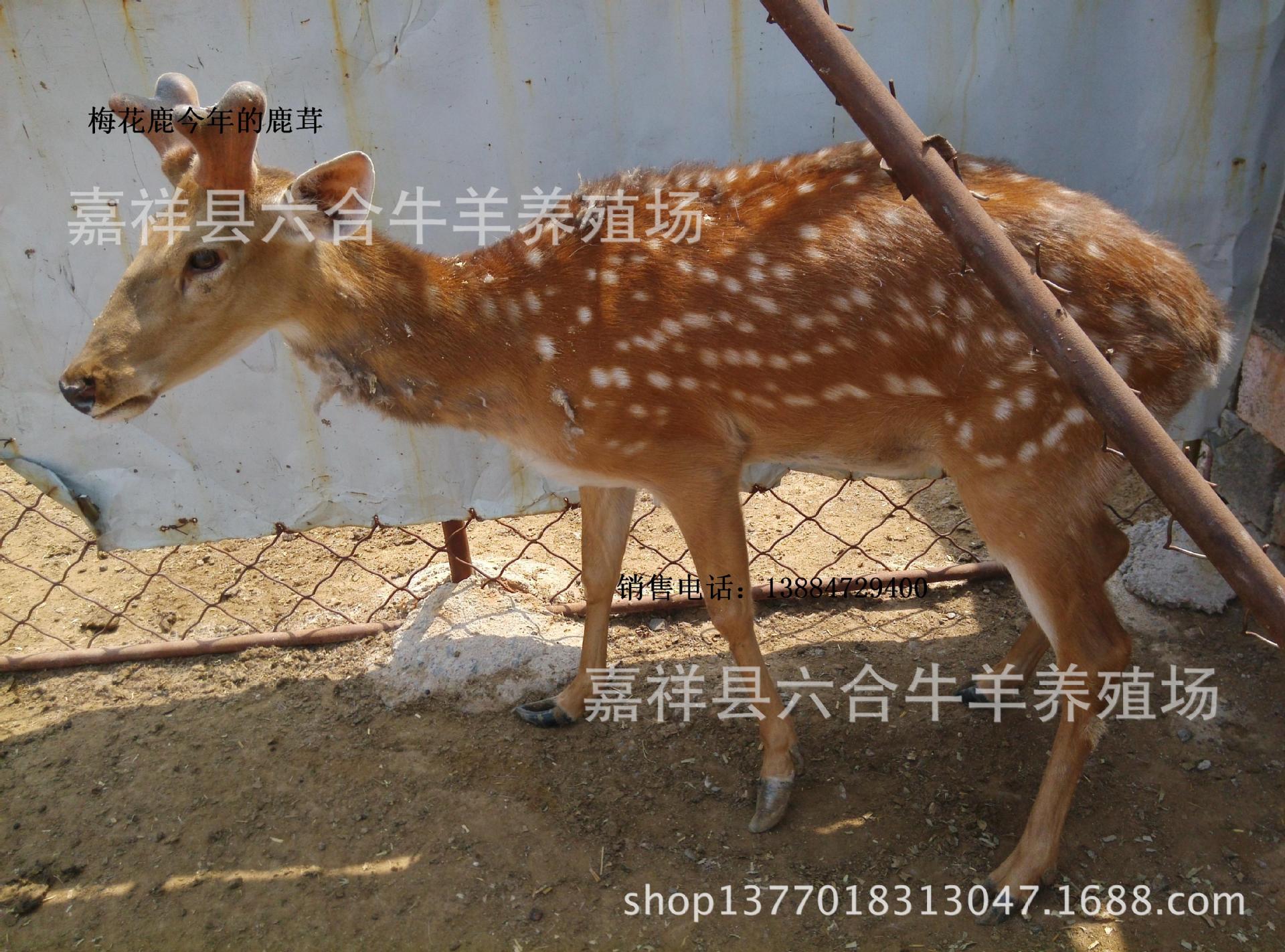 供应小梅花鹿苗 梅花鹿种鹿 梅花鹿母鹿 租梅花鹿图片_6