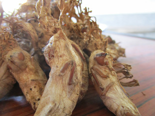 蝉金菌花大虫名草 和冬虫草 天虫蚕僵 中医材三大稀有草品 优质品