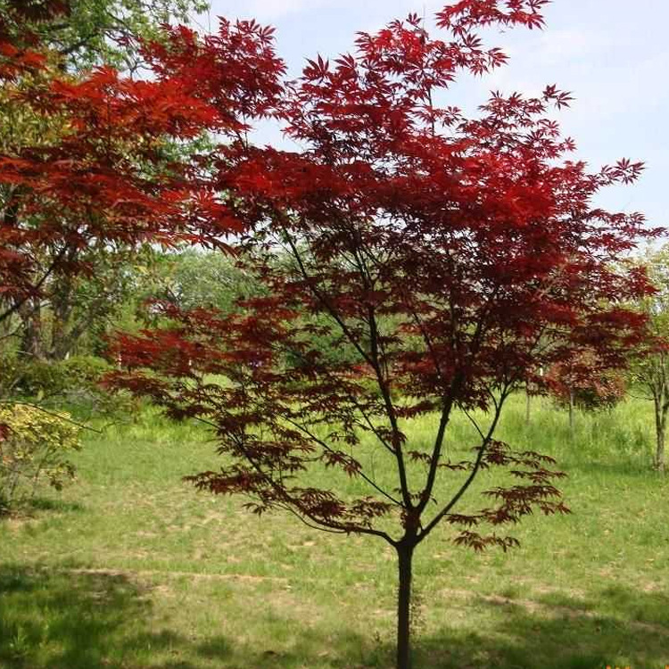 【批发 日本红枫树苗 小苗 红枫苗 绿化工程苗