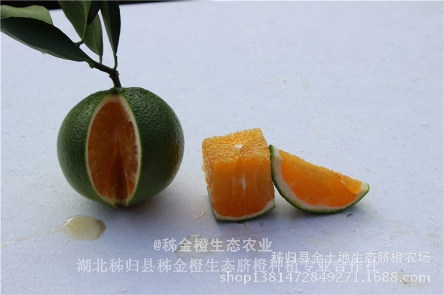 屈乡秋橙九月红