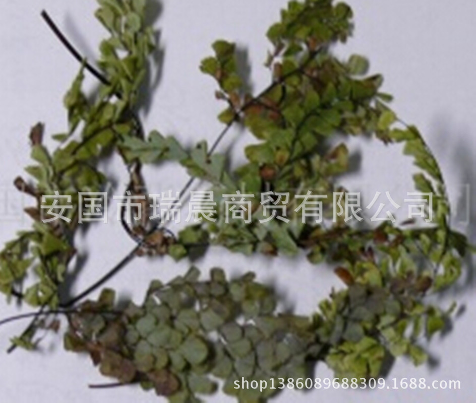 优质中药材小金牛草| 金牛草批发/小金不换/ 金不换680元/公斤