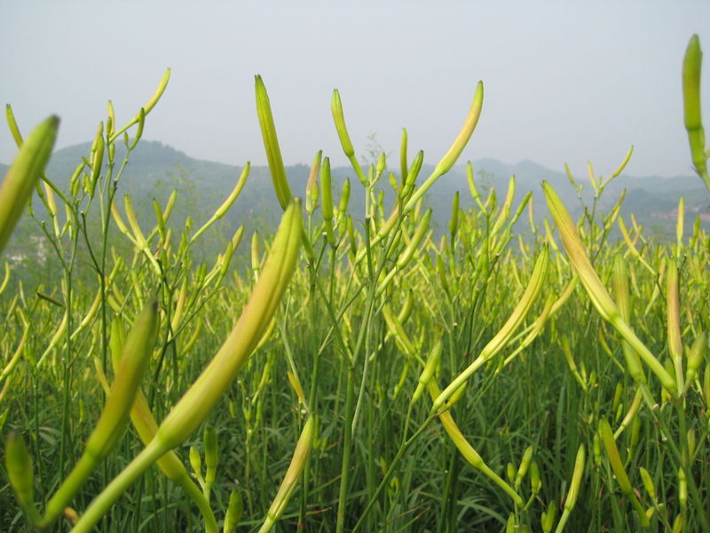 康县兴源土特产 袋装黄花菜250g 黄花菜货 陇南干货山珍 干菜特产