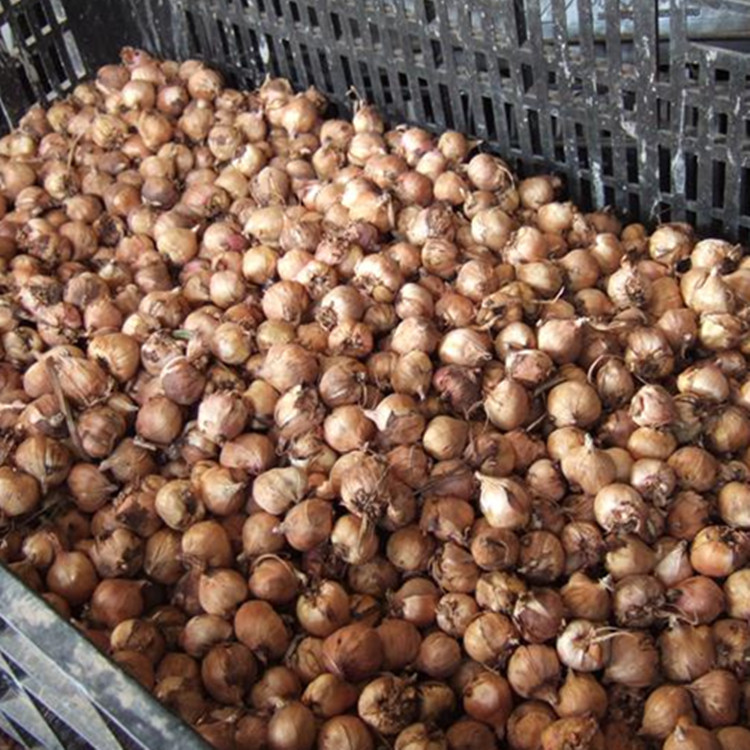 大量批发荷兰进口种球 唐菖蒲 剑兰种球 唐菖蒲种球 水培植物