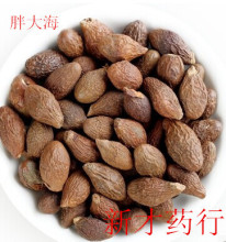 中药胖大海价格