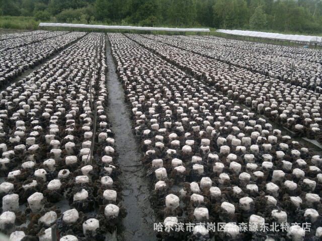木耳-东北黑木耳批发 无根木耳 秋木耳 产地直