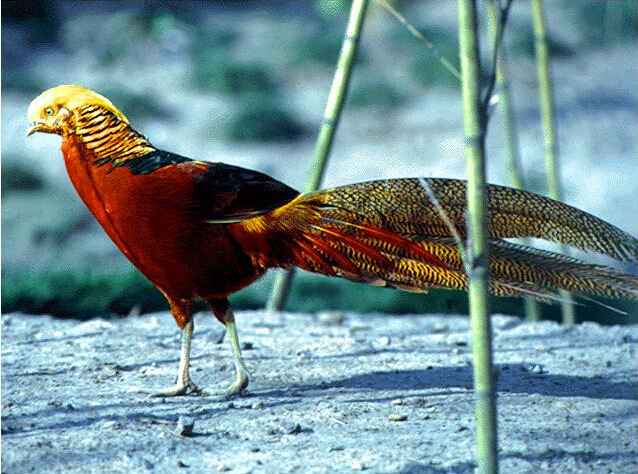 养锦鸡日常的饲养管理应重视