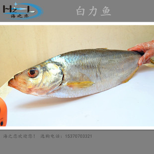四季保质供应 冷冻鱼类水产品(白力鱼)白鳞鱼|曹白鱼