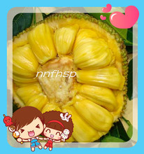 南宁菠萝蜜_南宁菠萝蜜价格_优质南宁菠萝蜜