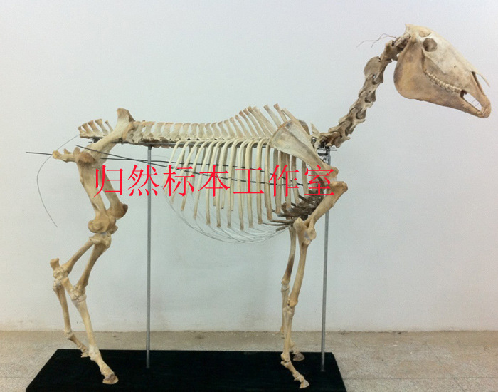 马骨骼标本 牛骨骼标本 驴骨骼标本 羊骨骼标本 订各种骨骼标本