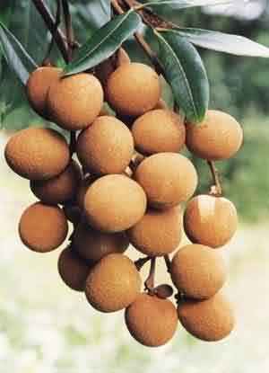 罗德权:栽培101年树龄的龙眼树果实丰满(中英