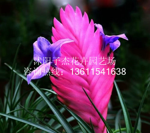 盆景-批发桌面 绿色盆栽 铁兰花 紫花凤梨 四季