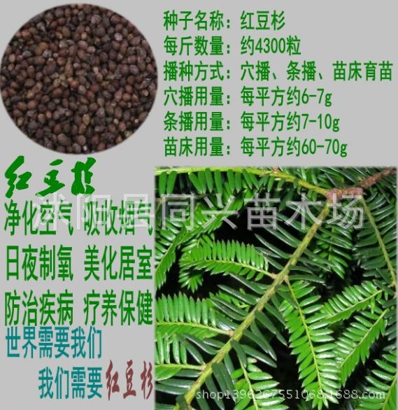 销售优质红豆杉种子 曼地亚红豆杉种子 南方红豆杉种子品质保证