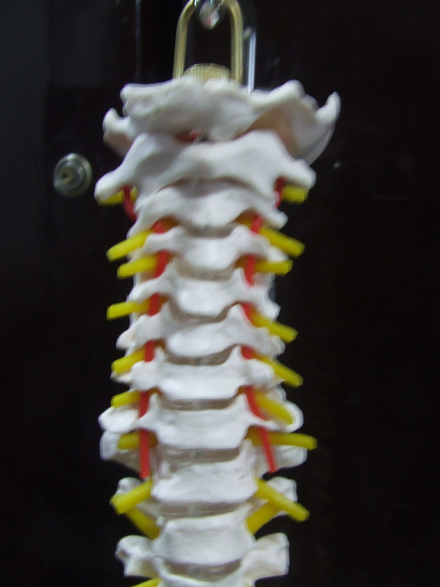 【自然大脊椎、腰椎、颈椎、头骨、盆骨、尾骨