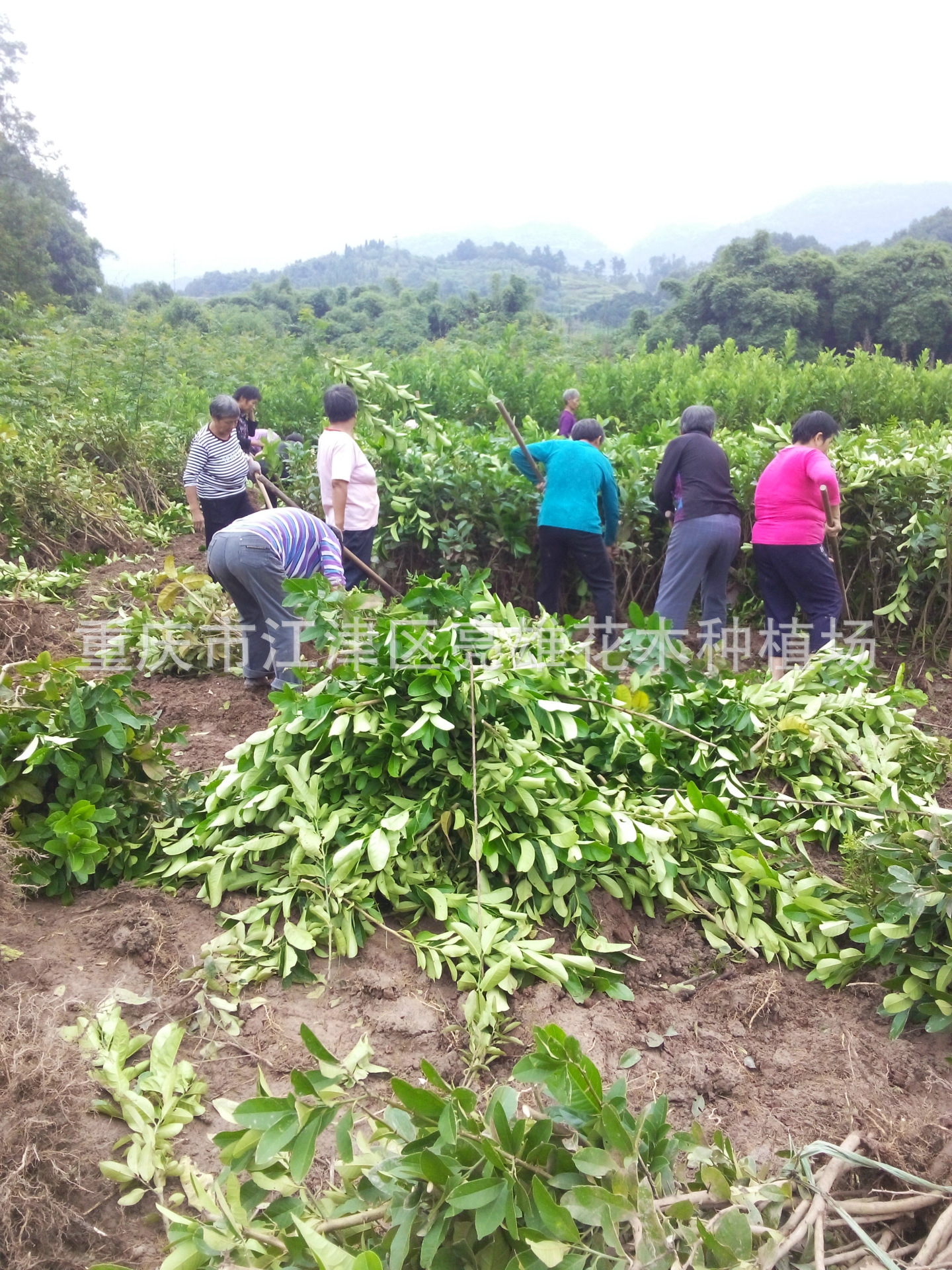 中药材佛手苗 药材种苗 专业种植 大量佛手苗批发