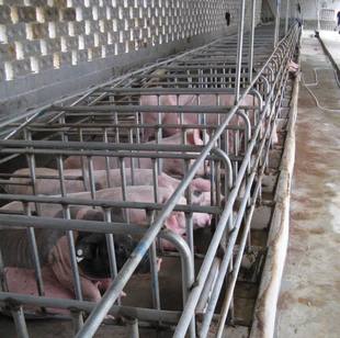 母猪限位栏,母猪定位栏,成套单体定位栏,畜牧养殖设备