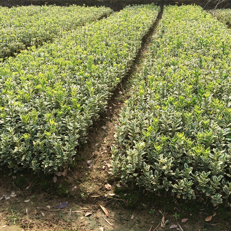 种植基地直销精品灌木金边黄杨 湿地绿化金边黄杨小苗 易存活