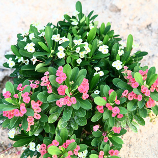 2014新款沙生植物虎刺梅 铁海棠麒麟刺麒麟花沙生地被景观植物