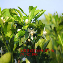 柑橘树_柑橘树价格_优质柑橘树批发\/采购